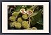 Framed Prints of WAT-8976 Annatto / Achiote / Lipstick tree - medicinal, not edible from Ardea Wildlife Pets