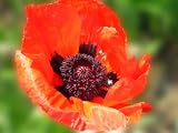 516x OHMeGL. SL160  Ferry Morse 1127 Poppy Perennial Flower Seeds, Oriental Perennial Red (225 Milligram Packet)