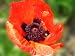 200 Oriental Poppy Flower Seeds. Brilliant Poppies. One Stop Poppy Shoppe&reg; Brand.