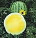 David's Yellow Hybrid Seedless Watermelon Kit Yellow Buttercup (Citrullus lanatus var. lanatus) 8 Seeds per Packet