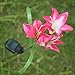 URgreat Solar Powered LED Color Changing Lily Flower Garden Light Lawn Lamp Waterproof red