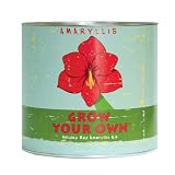 Grow Your Own Holiday Red Amaryllis Kit