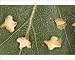Photographic Prints of The winged seeds of silver birch from Ardea Wildlife Pets