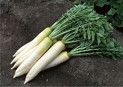 Seeds Daikon Radish Minovaze Organic Russian Heirloom Vegetable Seed