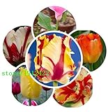 100本/袋盆栽チューリップの種500品種レインボーブラックパープルイエローブルーチューリップの花の種鉢植え