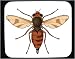 Mouse Pad with bot, insect, haststyng, warble, fly, invertebrate, pest, livestock, animal, arthropod