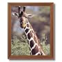 African Giraffe Bird Close Up Animal Wildlife Picture Oak Framed Art Print
