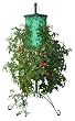 The "New" Topsy Turvy Tomato Tree