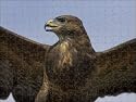 Close-up of a buzzard (Buteo buteo) from Robert Harding
