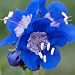 800 Seeds, California Bluebells (Phacelia campanolaria) Seeds By Seed Needs