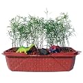 Windowsill Greenhouse Kit - Dinosaur Park
