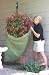 Frost Protek Plant Cover: Bag, Green