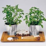 Stevia Süßkraut