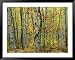 An Autumn View of a Birch Forest in Michigans Upper Peninsula National Geographic Collection Framed Art Poster Print, 49x39