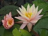 11x14 Digital Art Limited Edition Prints Waterlily Floral Realist Lotus Honey Dew