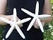 XL White Pencil Starfish Star Fish Seashell