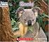 Koala (Welcome Books)