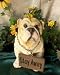 Bull Dog With Welcome/Stay Away Sign