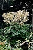 Amazon / Hirt's: Devils Walking Stick 15 Seeds-Aralia spinosa-Perennial