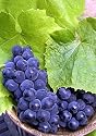 River Bank Grape 10 Seeds - Vitis riparia -Super Hardy!