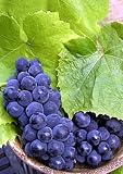 River Bank Grape 10 Seeds - Vitis riparia -Super Hardy!