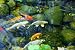 How to Set Up a Garden Pond
