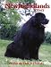 Newfoundland Today (Book of the Breed S)