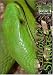 The Ulatimate Field Guide for Common Southern AFrican Snakes