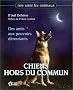 Chiens hors du commun