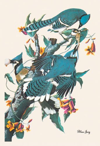 Blue Jay