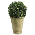 Ball Boxwood Topiary in Pot - 12"