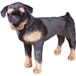 Plush Rottweiler