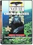 Nature: Chimpanzees