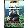 Nature: Chimpanzees
