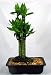 Lotus Bamboo Bonsai-Feng Shui-Easy to Grow in Dim Light