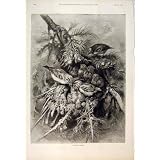 BIRD BIRDS NEST CHICKS HUNGRY FAMILY WILD FINE ART 1892