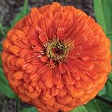 50 Seeds, Dahlia Flowered "Giant Orange" (Zinnia Elegans) Seeds by Seed Needs