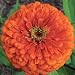 50 Seeds, Dahlia Flowered "Giant Orange" (Zinnia Elegans) Seeds by Seed Needs