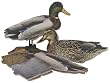 Mallard 6 Pak Kit Duck Decoys Duck