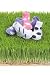 Trumpette Girl Golf Six Pack Baby Socks