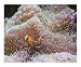 Ocellaris Clownfish Hiding In Coral