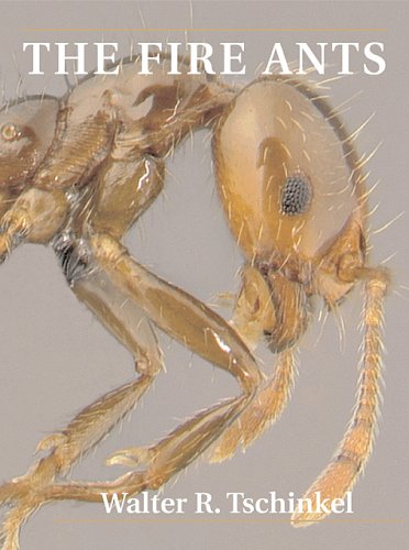 Insects