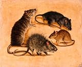 A Painting of Four Rat Species - 24W x 20H - Peel and Stick Wall Decal by Wallmonkeys