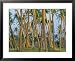 Coconut Plantation, Taveuni Island, Fiji Collections Framed Art Poster Print by Upperhall, 31x25