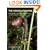The Genus Arisaema