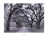 IMAGE OF Oak Arches HIGH QUALITY CANVAS Print With Light Added BRUSHSTROKES Jim Morris 24x18