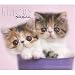 Kittens by Keith Kimberlin 2009 Boxed Calendar