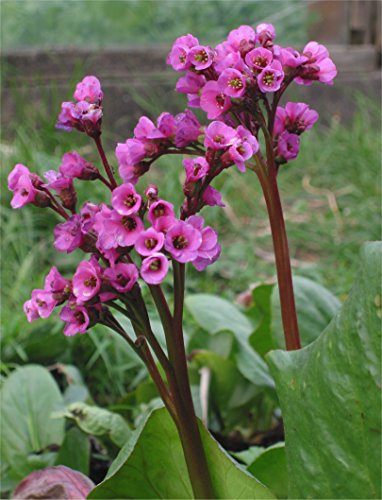 Rose BERGENIA Saxifraga ~Cheery-Pink Blooms~ Rose BERGENIA Saxifraga ~Cheery-Pink Blooms~