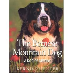 The Bernese Mountain Dog: A Dog of Destiny