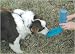 Pet Supplies : Handi-Drink Dog Drinker